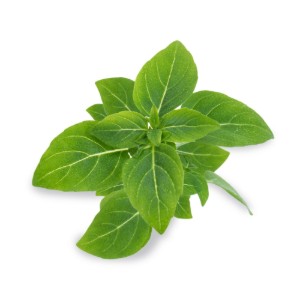 Опаковка от семена “Lingot” с босилек джудже - Veritable