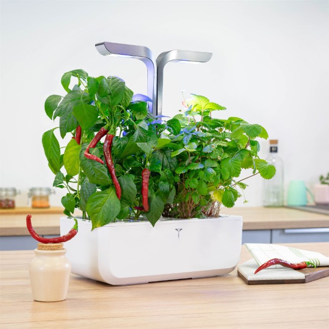 Пакет семена кайенски пипер "Lingot" - марка ИСТИНА