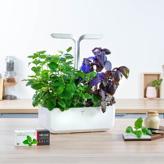 Пакет семена от маточина, "Lingot" - VERITABLE марка