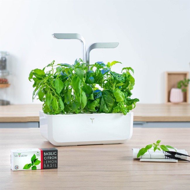 Пакет семена от тайландски босилек "Lingot" - марка ИСТИНА