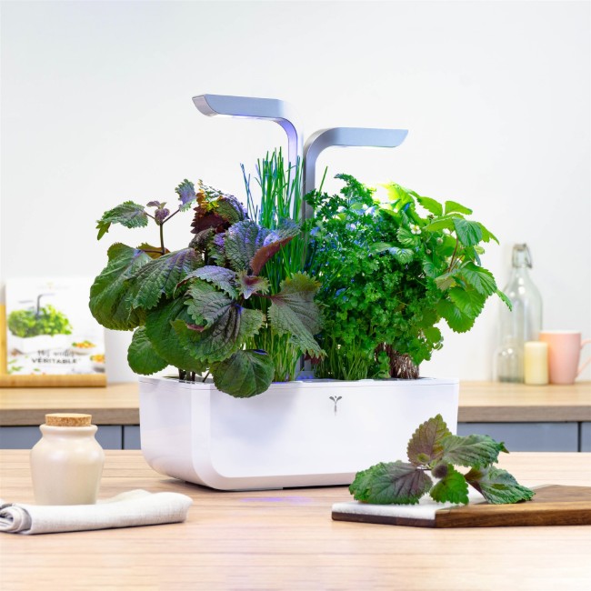 Опаковка шисо семена, "Lingot", двуцветна - марка ИСТИНА