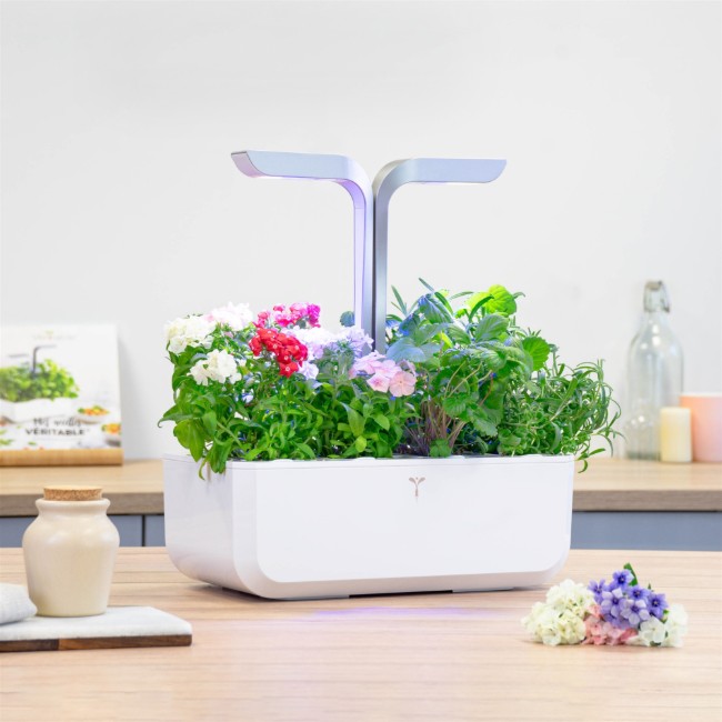 Пакет семена от флокс "Lingot" - марка "VERITABLE"