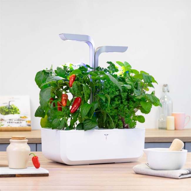 Пакет със семена от люта чушка Jalapeno, "Lingot" - МАРКА VERITABLE