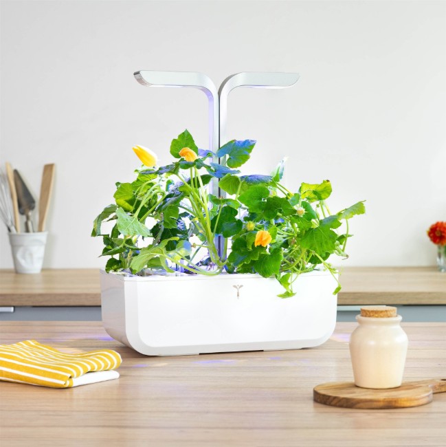 Пакет със семена от тиквички "Lingot" - марка ИСТИНА